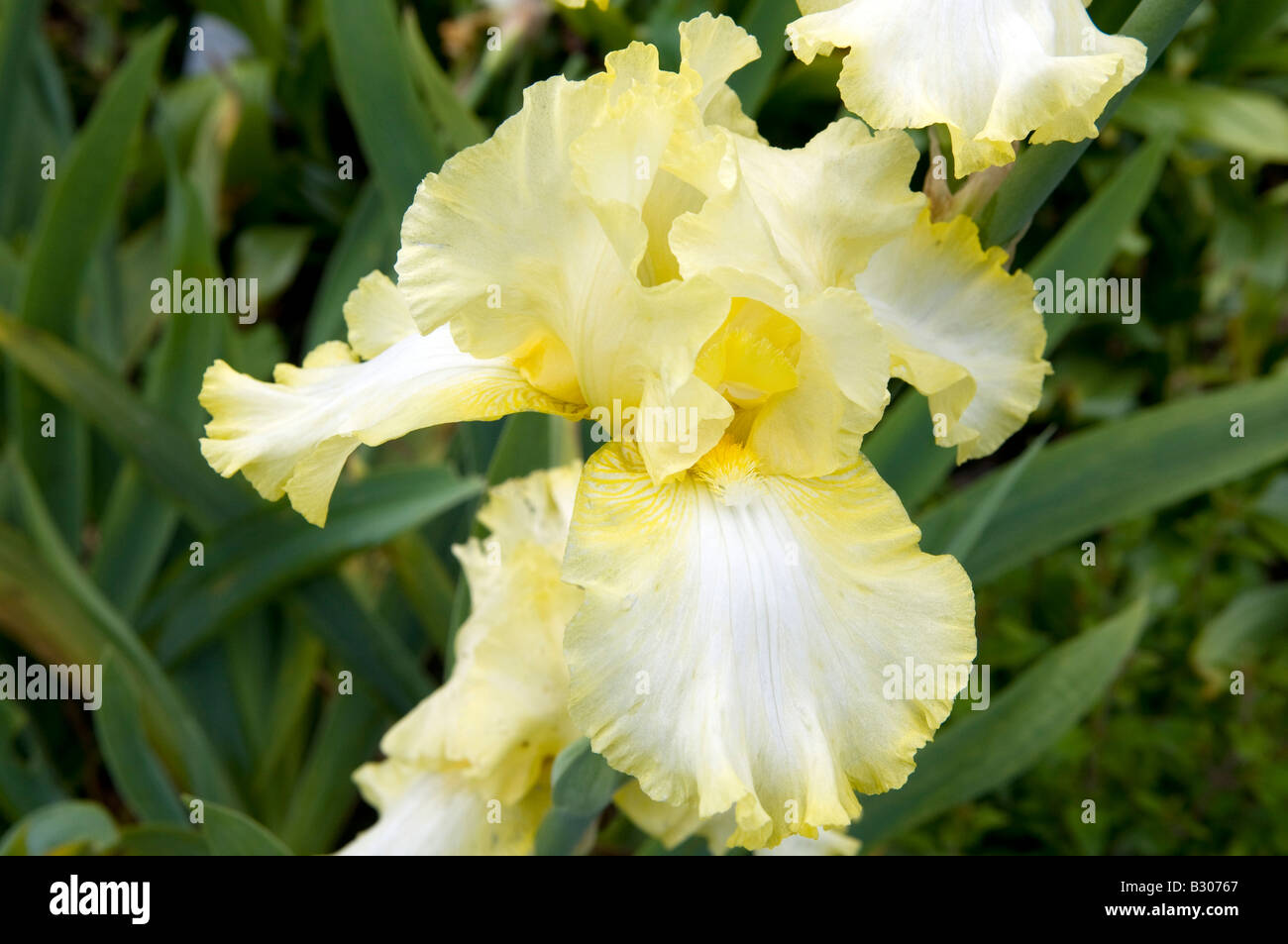 Iris `Dawning Norfolk Belle` Stock Photo